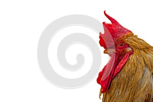 Male breed chicken On the right side of the frame, leave the space on the left for your to add ideas.isolated on white background