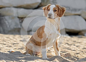 Male Breton Dog photo