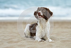 Male breton dog at the beach photo
