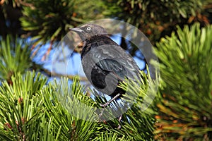 Male Brewers Blackbird