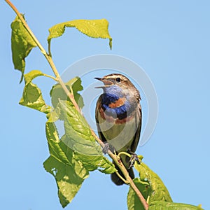 Male is a bright bird, the Bluethroat sings the song in the spr