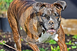 Male Brindle Boxer with bright eyes HDR