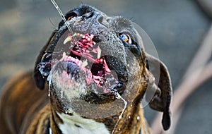 Male Brindle Boxer catching a small stream of water HDR.