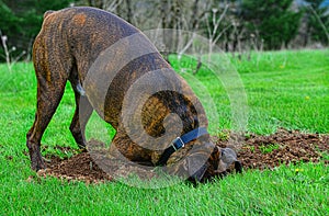 A male brindle boxer with his head in the hole he is digging HDR