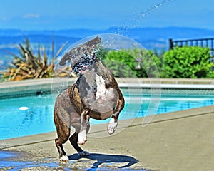 Male Brindle Boxer playing by the pool with a viewHDR