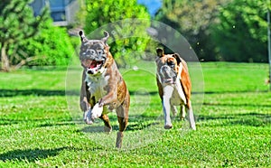 Male Brindle Boxer running in front of fawn female boxer HDR