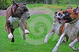 Male Brindle Boxer shows off for 2female fawn boxersHDR.