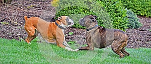 A male brindle and a female fawn boxers playing in the grass HDR