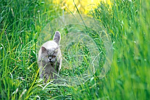 Male british short hair cat walks among the tall grass at countryside outdoors