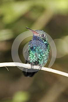 Male Broad Billed Hummingbird, Tucson Arizona