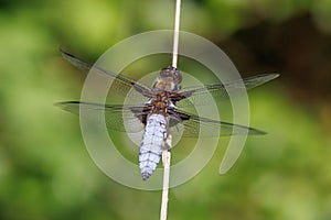 Male Broad-bodied Chaser Dragonfly - Libellula depressa at rest.
