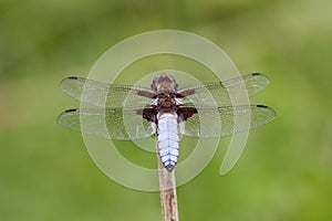 Male Broad-bodied Chaser (Libellula depressa)