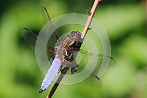 Male broad bodied chaser - Libellula depressa