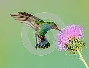 Maschio colibrì alimentazione sul rosa cardo 