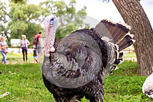 Male bronze turkey with blue head and beautiful feathers spread his tail, raised his feathers in front of female turkey