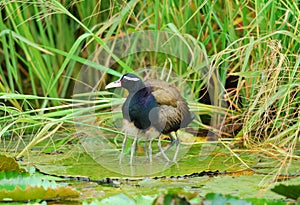 Male bronze-winged jacana