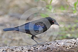 Male Bronzed Cowbird, Molothrus aeneus, side view photo