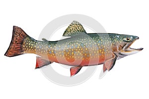 Male brook or speckled trout in spawning colors is