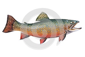 Male brook or speckled trout in spawning colors is photo