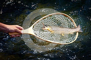 Male brook trout in a landing net