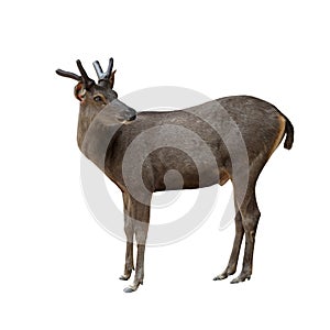 Male brow antlered deer