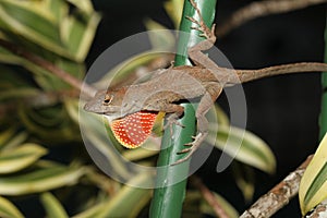 Brown Anole Lizard in a garden flashing its bright dewlap