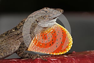 Brown Anole Lizard with red and yellow dewlap photo