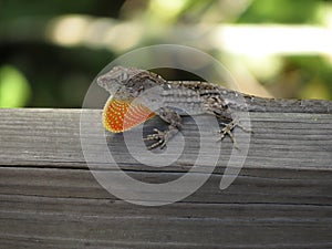 Male Brown Anole Lizard with dewlap photo