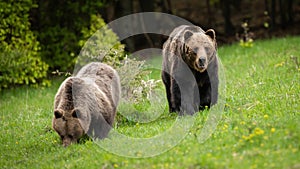 Male brown bear following female and guarding her while eating fresh green grass