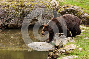 male brown bear (Ursus arctos) goes into the water