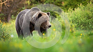 Male brown bear walking on green grass and looking aside in nature