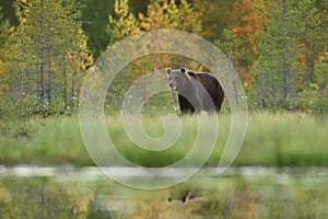 Male brown bear walking near the water at summer evening, forest in the background