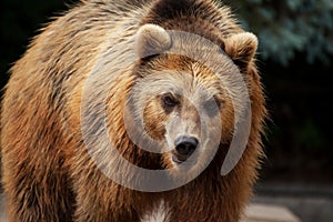 Male brown bear walks arround