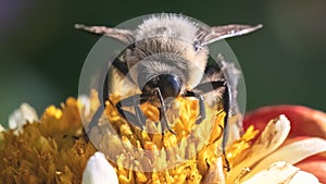 A male Brown-belted Bumble Bee (Bombus griseocollis) feeding on a red and yellow dahlia flower.