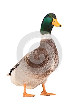 Male brown duck isolated