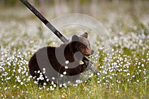 Male brown Grizzly bear on the middle of a field of Eriophorum vaginatum white flowers in Finland