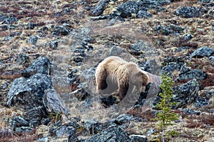 Male Brown Grizzly Bear [ursus arctos horribilis] in the mountain above the Savage River in Denali National Park in Alaska United