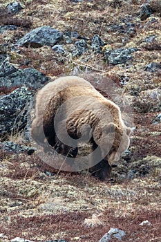 Male Brown Grizzly Bear [ursus arctos horribilis] in the mountain above the Savage River in Denali National Park in Alaska United