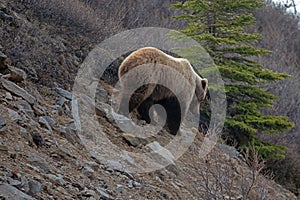 Male Brown Grizzly Bear [ursus arctos horribilis] in the mountain above the Savage River in Denali National Park in Alaska USA