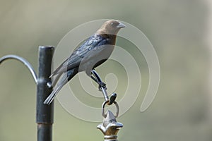 Male Brown-headed Cowbird