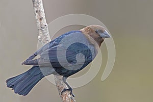 Male Brown-headed Cowbird, Molothrus ater, perched