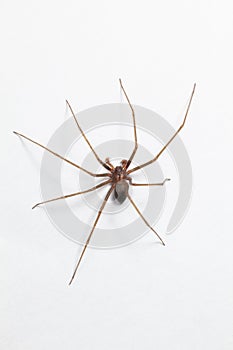 Male Brown Recluse Spider - poisonous arachnid