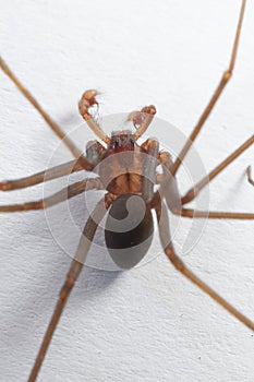 Male Brown Recluse Spider - poisonous arachnid