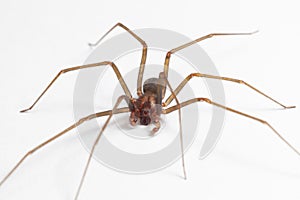 Male Brown Recluse Spider - poisonous arachnid photo