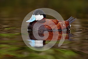 Male of brown Ruddy Duck, Oxyura jamaicensis, with beautiful green and red coloured water surface