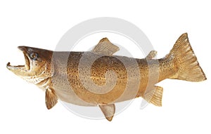 Male Brown Trout