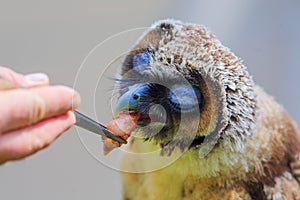 Male brown wood owl Strix leptogrammica feeds
