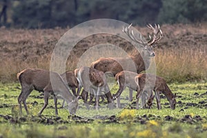 Male buck deer guarding doe