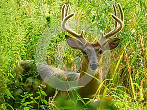 Male Buck White-Tailed Deer with Antlers Covered in Velvet as He Hides Among Bright Green Summer Foliage