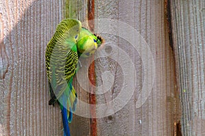 A parakeet pair taking care of each other